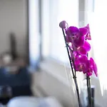 Studio Apartman Moonlight